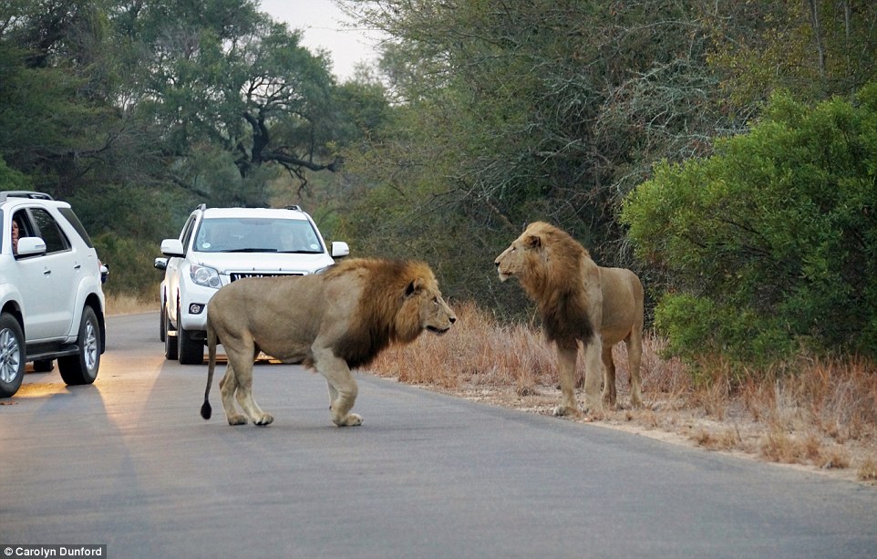 Escapan 2 leones de parques en Kenia y Sudáfrica | Critica