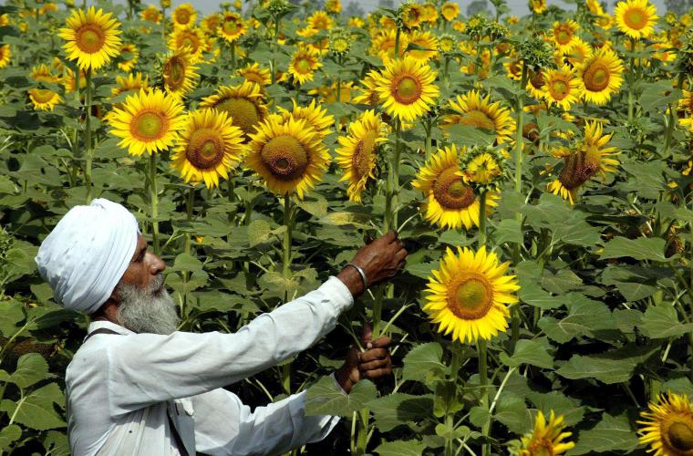 Propiedades curativas del girasol | Critica