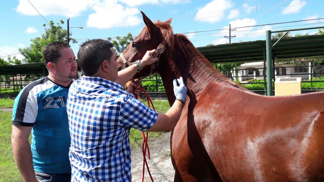 Refuerzan vacunación de caballos por encefalitis equina ...