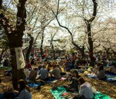 Una multitud de personas disfruta de una merienda entre las sombras de los cerezos en flor en el parque Ueno de Tokio (Japón). Diario El País - España
