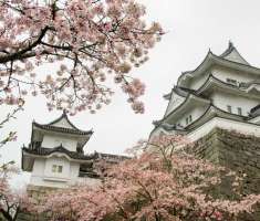 Flores de Sakura en el jardín del castillo de Ueno en Iga, Prefectura de Mie, Japón. Japón será el anfitrión de la 42ª reunión del G7 Ise-Shima entre el 26 y 27 de mayo, sobre la isla de Kashiko, en la prefectura de Mie. / Foto: AP