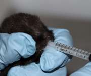 Se trata de la cría de un puma yaguarundi,  macho, de días de nacido, con un peso aproximado de 100 gramos.