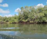 Chiriquí cuenta con el 25% de los manglares del país. Foto: Maricarmen Camargo