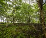 Los investigadores se sorprendieron al descubrir que la cantidad de dióxido de carbono liberado por los suelos forestales. Foto: Sean Mattson, STRI