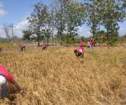 Granja agrícola de las instalaciones del centro penitenciario Llano Marín, ubicado en Penonomé. Foto: Archivo