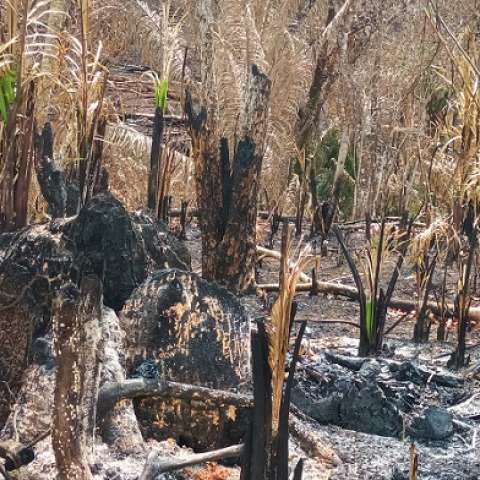 La tala y quema de bosques ocasiona falta de agua en la tierra y calore excesivo.