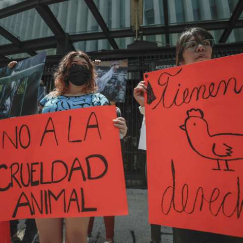  Activistas defensores de los animales protestan a las afueras del Senado de la República este jueves, en la Ciudad de México. EFE