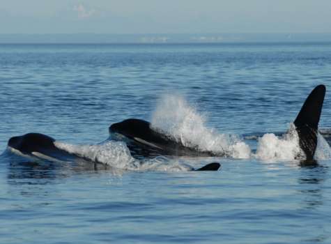 Imagen de una ballena en edad posreproductiva junto a su cría. / EFE