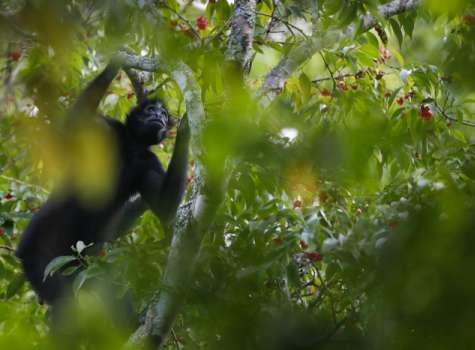 Mono araña negro captado en la Reserva Natural Privada Cerro Chucantí, en Darién. EFE