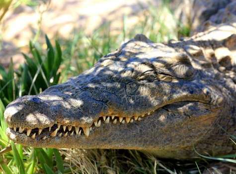 Destripan cocodrilos en busca de los restos de un pescador desaparecido |  Critica