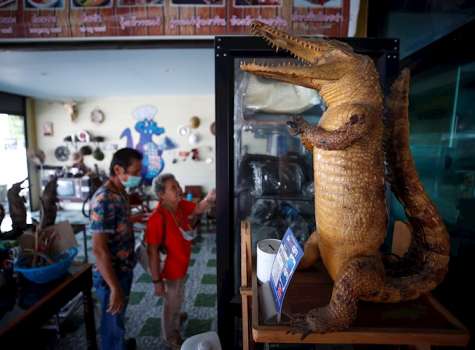 Precio del cerdo dispara la demanda de carne de cocodrilo en Tailandia |  Critica