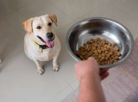 Dueños de mascotas están gastando más de 150 dólares al mes en alimento para perros. Foto ilustrativa / Freepik. 