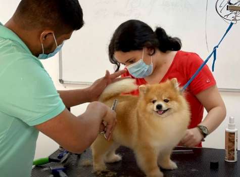 A los perros se les debe peinar en casa todos los días, según los peluqueros. Foto / @Mr.Mascotas.