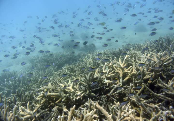 La Gran Barrera afronta retos sin precedentes para recuperar sus corales