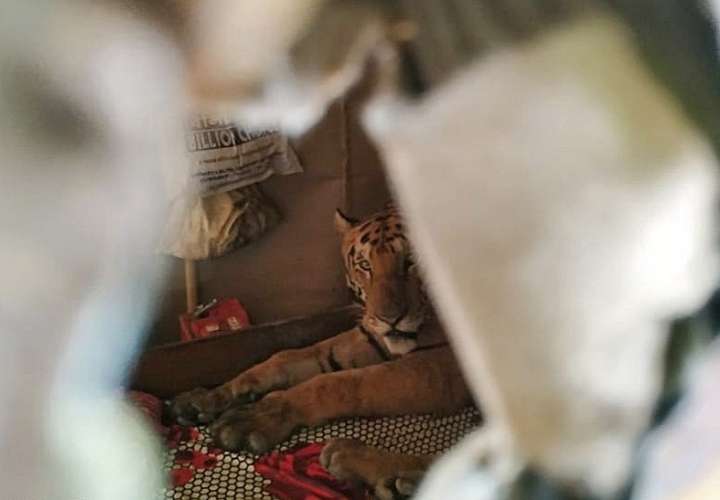 Un tigre entra en una casa huyendo de las inundaciones en la India