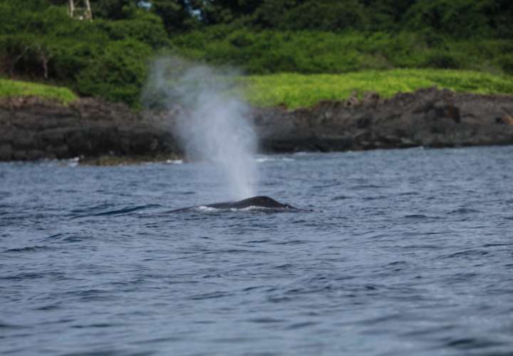 Pedasí inicia temporada de avistamiento de ballenas