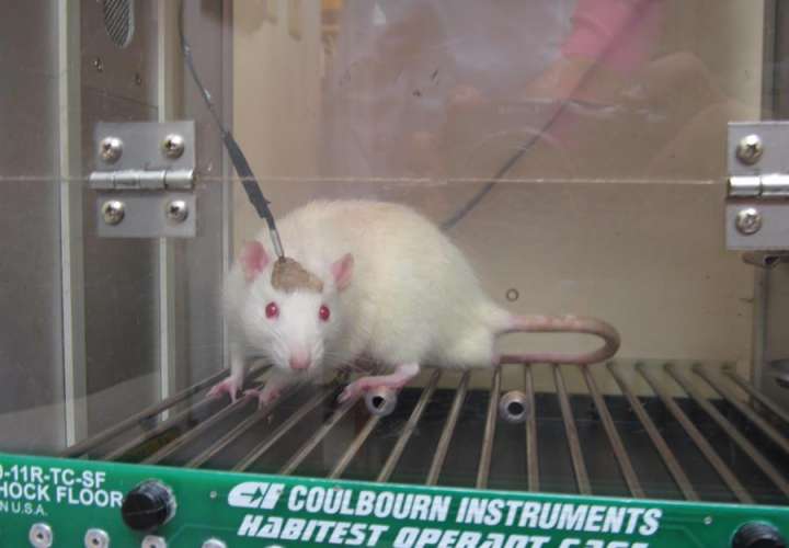  Ratones, cerdos o macacos, imprescindibles para investigar y superar la COVID19