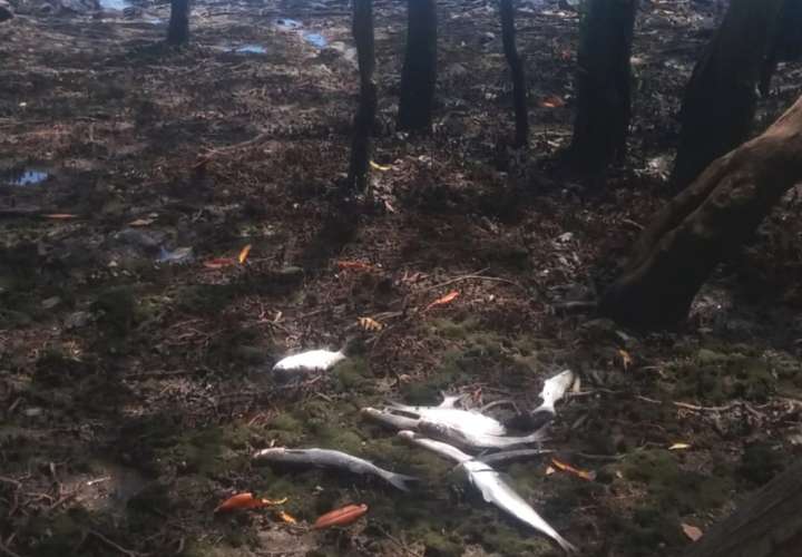 Investigan mortandad de peces en el río Caldera