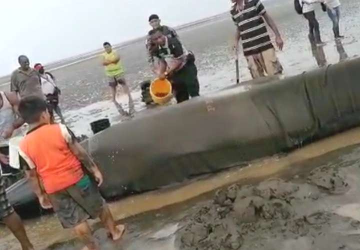 Muere ballena varada en playa de Chitré (Video)