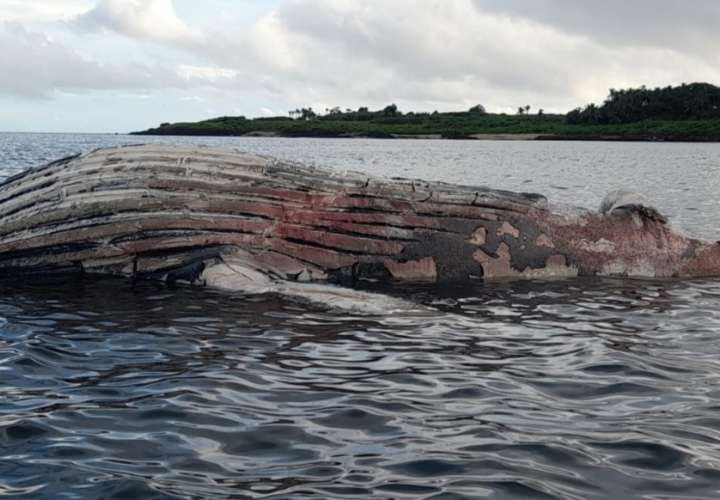Ubican ballena jorobada muerta flotando cerca a isla Iguana