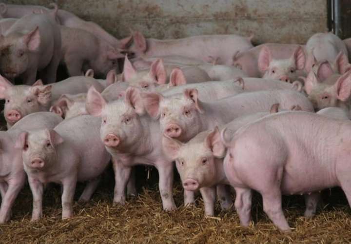La gripe porcina africana podría tener consecuencias devastadoras en la producción porcina nacional, con graves  afectaciones económicas.