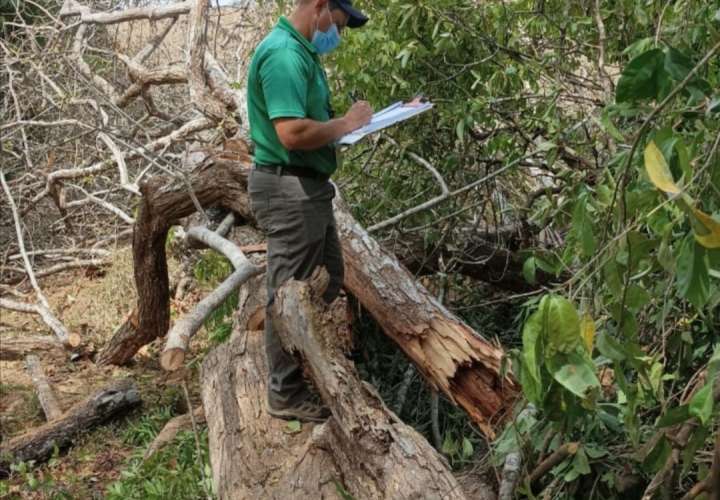 Detectan tala ilegal de árbol de Cocobolo; inicia investigación 