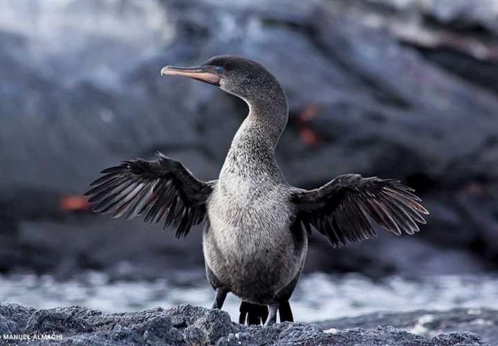 Población de pingüinos y cormoranes alcanza cifra récord en las Islas Galápagos
