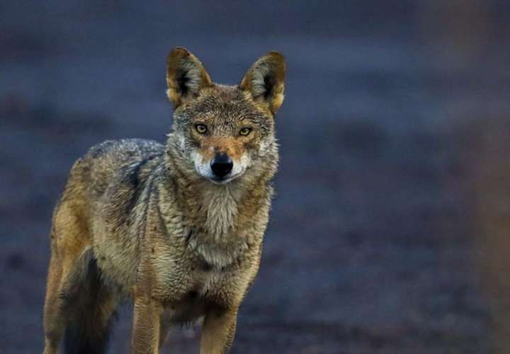La adaptabilidad del coyote, clave para conquistar América