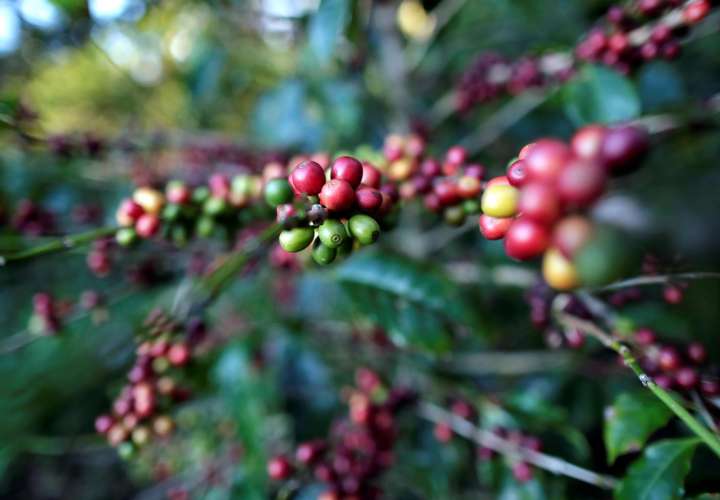 Agricultoras cultivan café resistente a la crisis climática