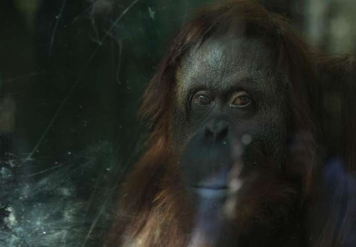 Orangutana reconocida como 'persona no humana' llega a EE.UU.