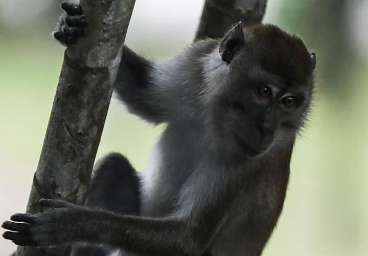  Un candidato a vacuna chino logra proteger a grupo de macacos del coronavirus