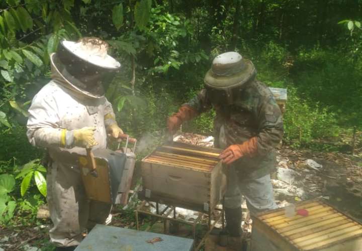 Analizan plagas que afectan a las abejas producen miel