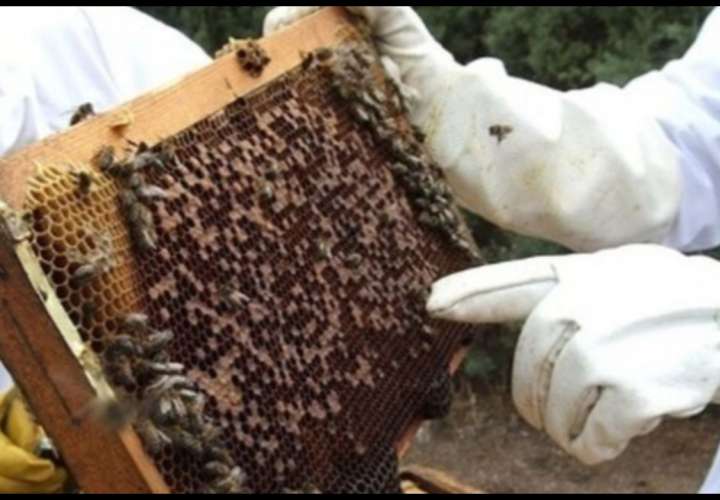 Inician investigación por la muerte de millones de abejas
