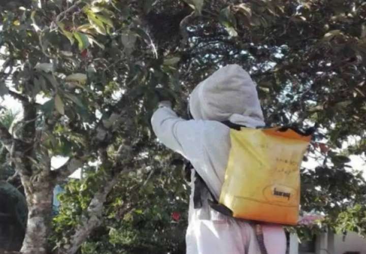 Familia en Dolega es atacada por abejas africanizadas