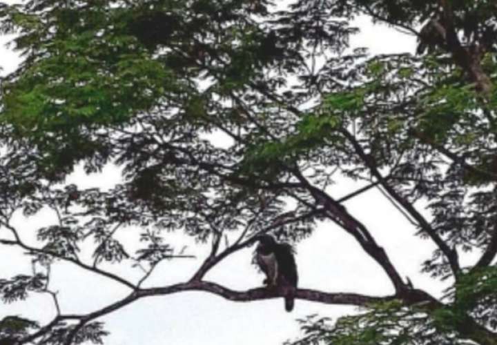 Investigan avistamiento de Aguila Harpía en Quebrada de Piedra