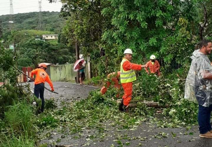 Fuerte lluvia provoca caída de árboles en Panamá y Colón