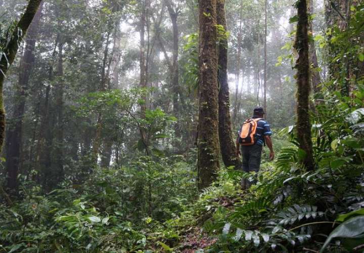 Restringen acceso a reservas forestales por alerta amarilla