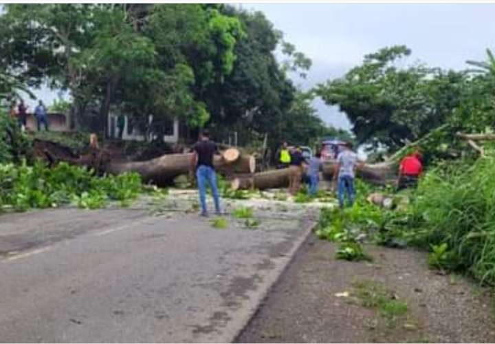 Vendaval tumba árboles que bloquean carretera en Tortí