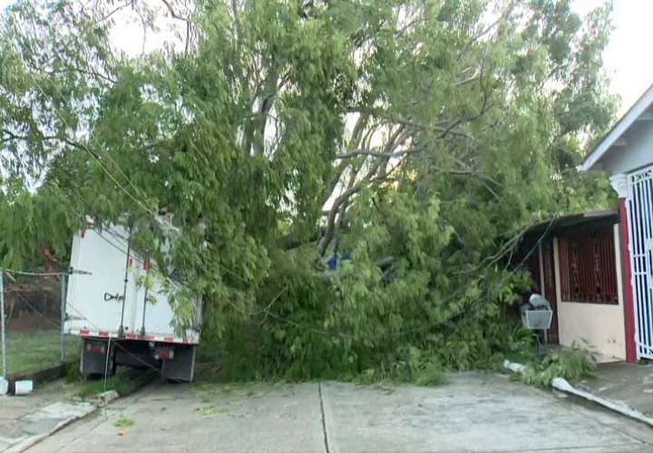 Enorme árbol cae sobre vivienda en Don Bosco