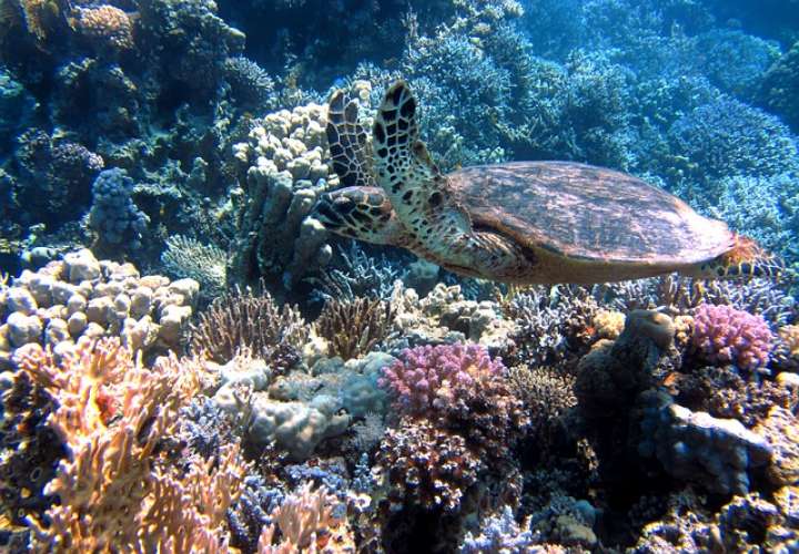 Imagen ilustrativa de un arrecife de Coral. Foto: Pixabay