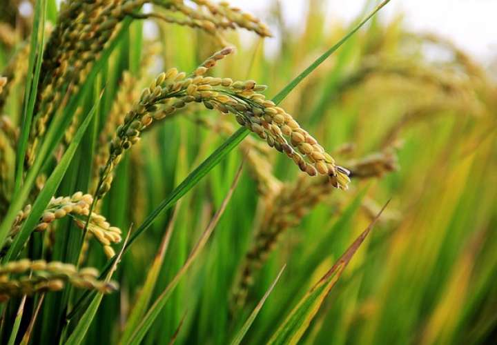 Chiriquí registra el mayor porcentaje de avance en siembra de arroz