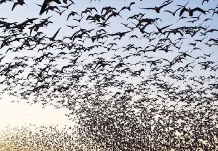 Panamá alerta a la aviación del inicio del paso de aves migratorias