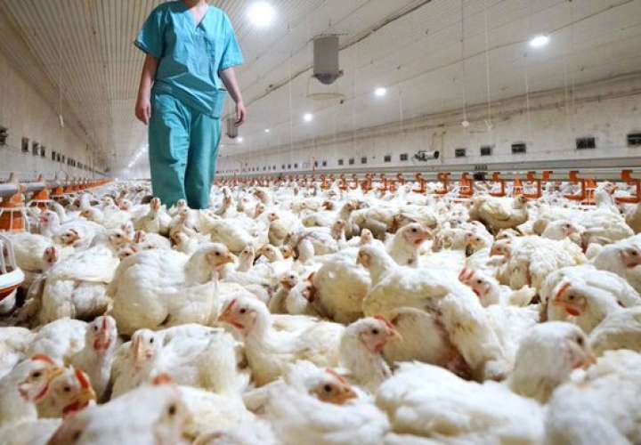 Minsa: En Panamá no hay casos de gripe aviar
