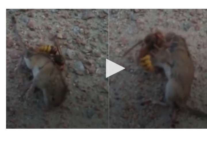 Brutal ataque de una avispa asesina a un ratón (Video) 
