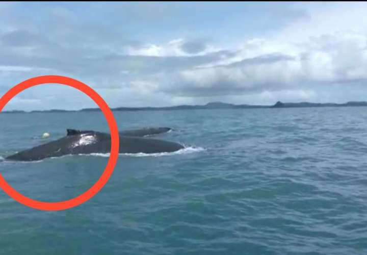 Desesperación, avistan ballena atrapada en red en golfo de Chiriquí