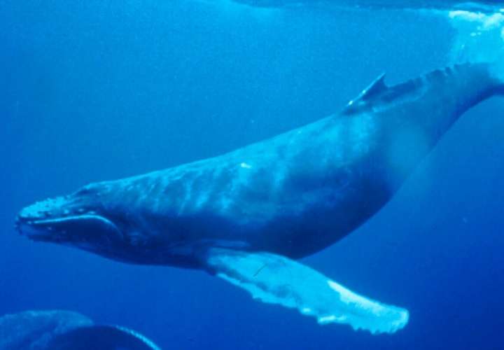 Encuentran muertas dos crías de ballena jorobada en Taboguilla