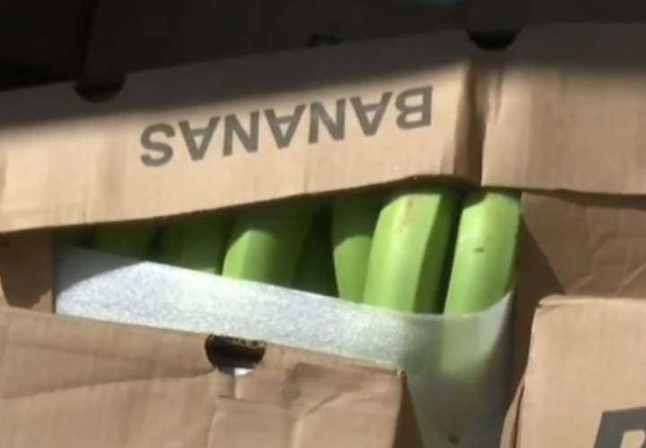 Incautan 400 cajas de banano de contrabando en Chiriquí