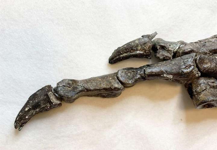  Descubren en Brasil un fósil de una especie de dinosaurio desconocida