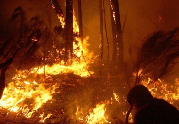 Incendios forestales consumen millones de hectáreas 