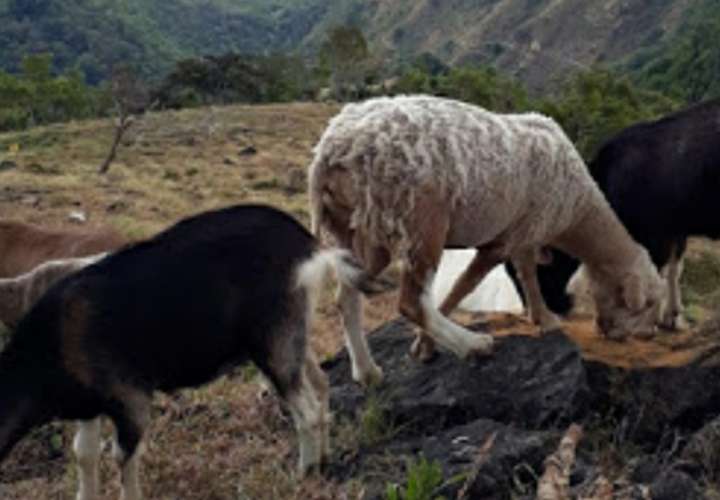 Cuatreros  atacan cabras en Chiriquí